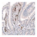 Merck Anti-PLVAP antibody produced in rabbit
