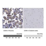 Merck Anti-CD36 antibody produced in rabbit