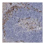 Merck Anti-CCR4 antibody produced in rabbit