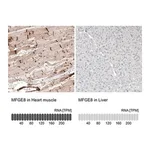 Merck Anti-MFGE8 antibody produced in rabbit
