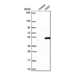 Merck Anti-VSX2 antibody produced in rabbit