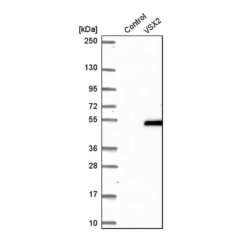 Merck Anti-VSX2 antibody produced in rabbit