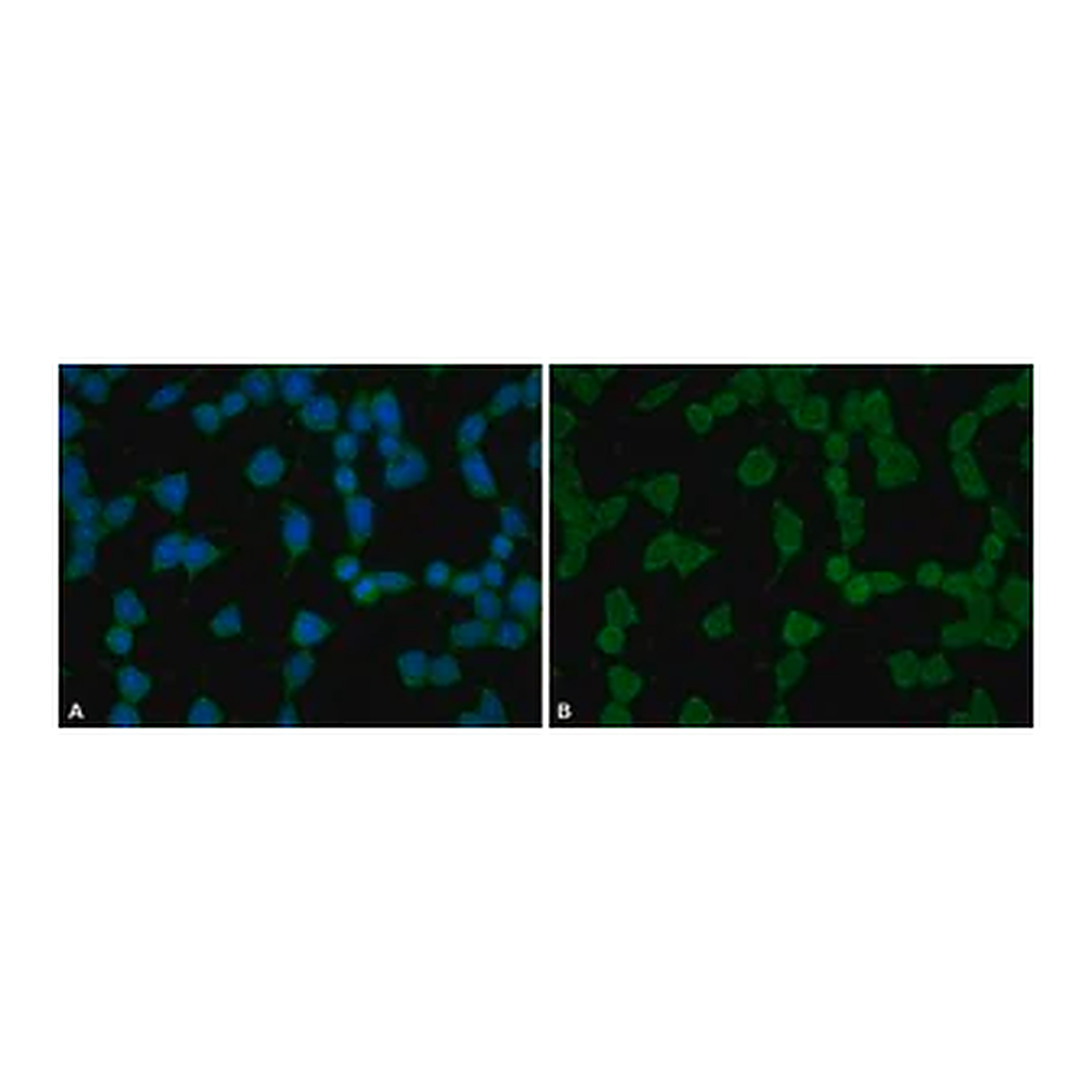 Merck Anti-phospho-YAP1 (pTyr357) antibody produced in rabbit
