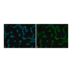 Merck Anti-phospho-YAP1 (pTyr357) antibody produced in rabbit