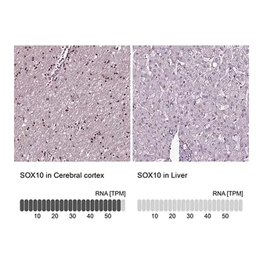 Merck Anti-SOX10 antibody produced in rabbit