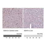 Merck Anti-SOX10 antibody produced in rabbit