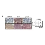 Merck Anti-PTPRZ1 antibody produced in rabbit