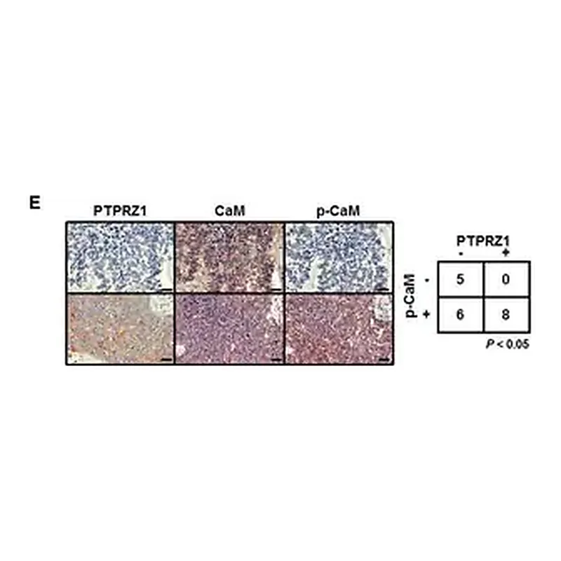 Merck Anti-PTPRZ1 antibody produced in rabbit