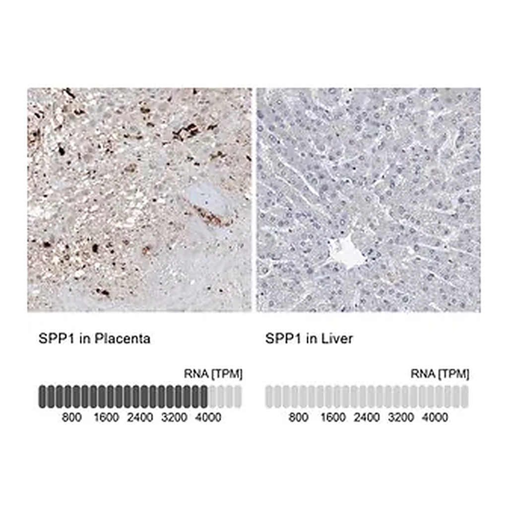 Merck Anti-SPP1 antibody produced in rabbit