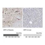 Merck Anti-SPP1 antibody produced in rabbit