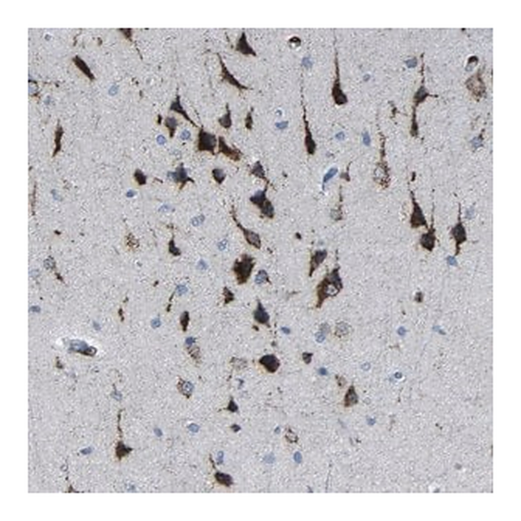 Merck Anti-PLD3 antibody produced in rabbit