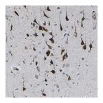 Merck Anti-PLD3 antibody produced in rabbit