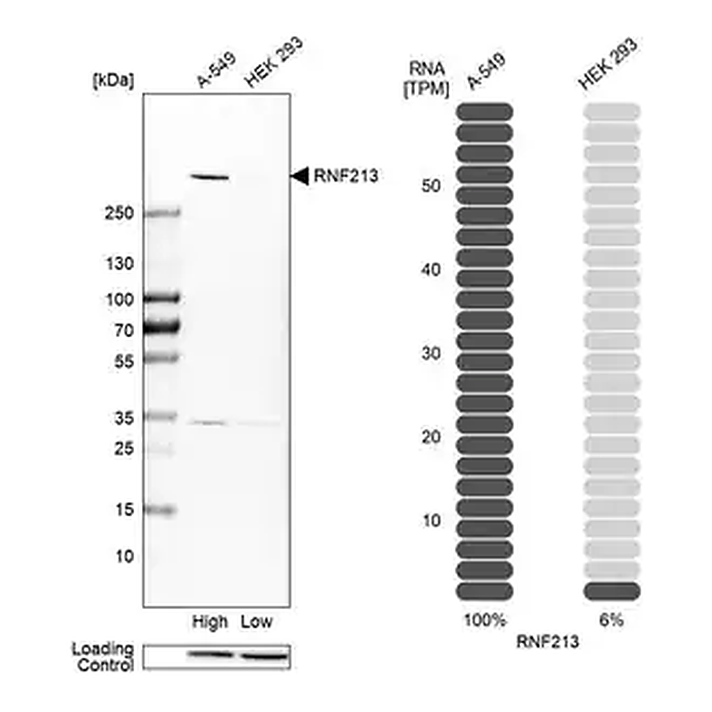 Merck Anti-RNF213 antibody produced in rabbit