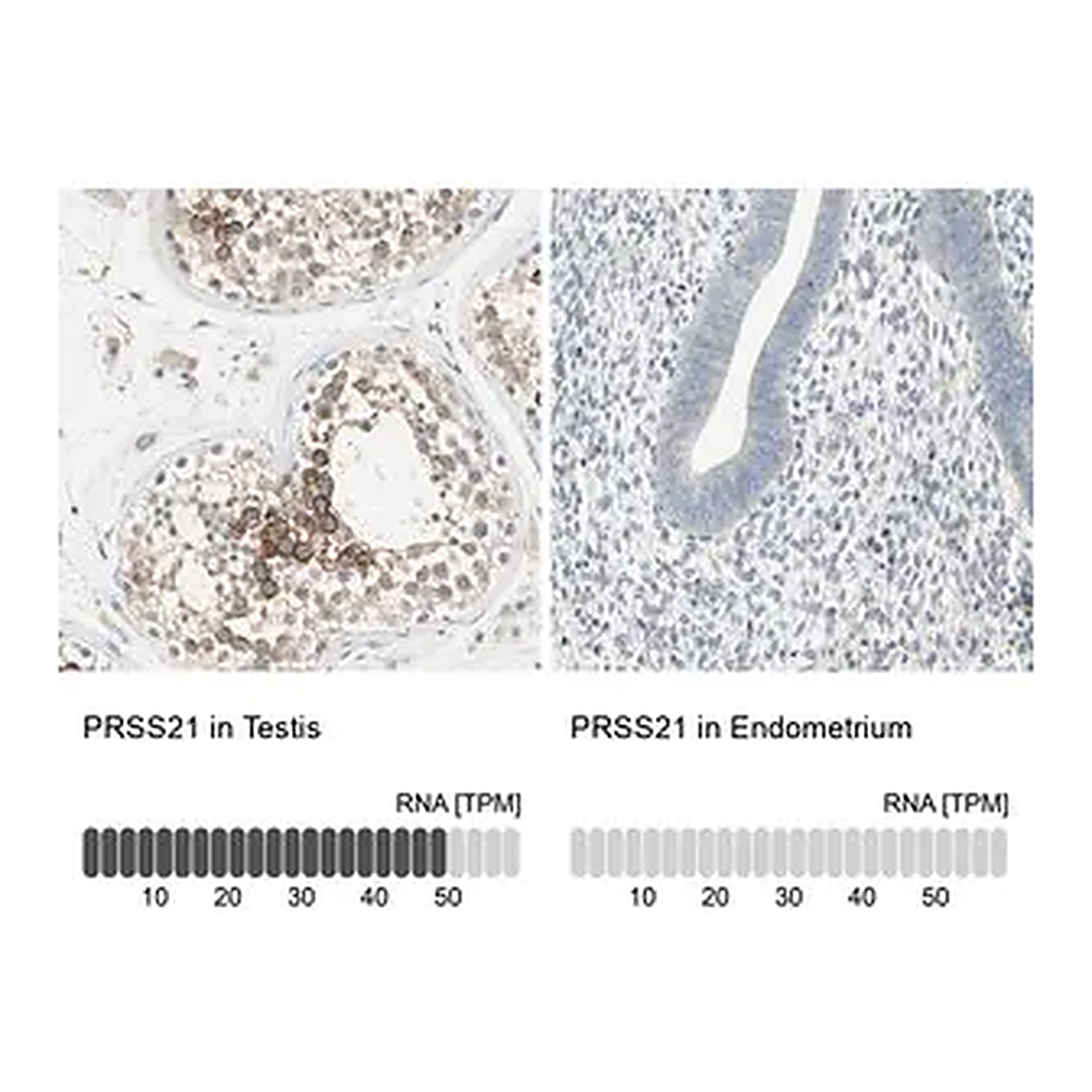 Merck Anti-PRSS21 antibody produced in rabbit