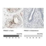 Merck Anti-PRSS21 antibody produced in rabbit
