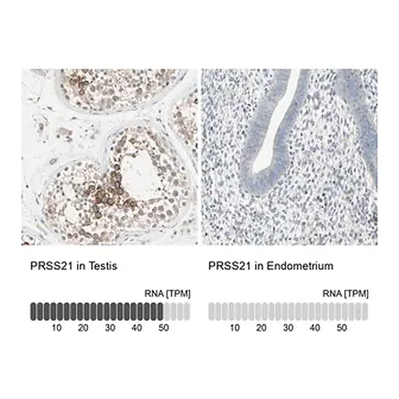 Merck Anti-PRSS21 antibody produced in rabbit