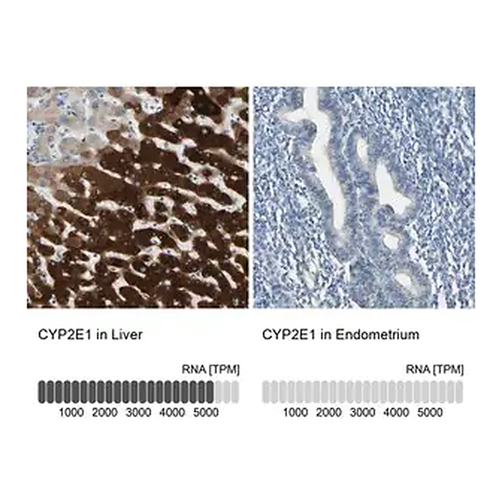 Merck Anti-CYP2E1 antibody produced in rabbit