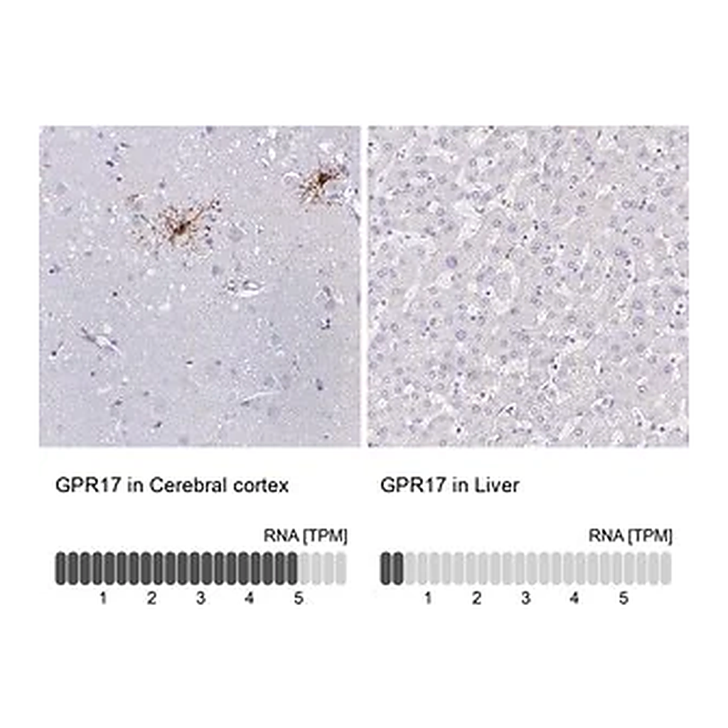 Merck Anti-GPR17 antibody produced in rabbit