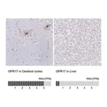 Merck Anti-GPR17 antibody produced in rabbit