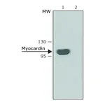 Merck Anti-Myocardin antibody produced in rabbit
