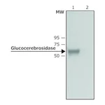 Merck Anti-Glucocerebrosidase antibody produced in rabbit