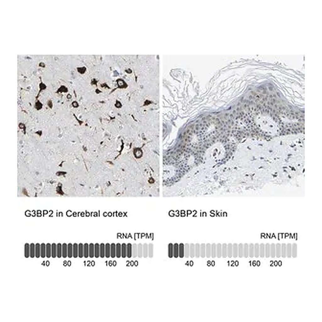 Merck Anti-G3BP2 antibody produced in rabbit