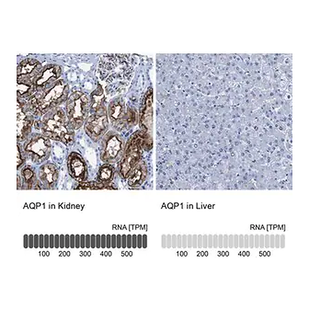 Merck Anti-AQP1 antibody produced in rabbit