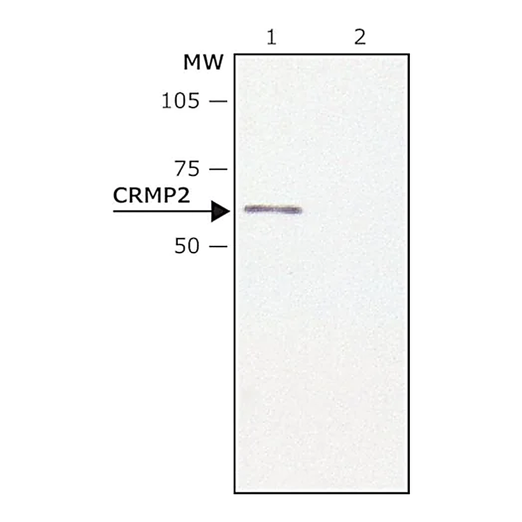 Merck Anti-CRMP2 antibody produced in rabbit