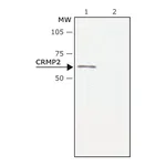 Merck Anti-CRMP2 antibody produced in rabbit