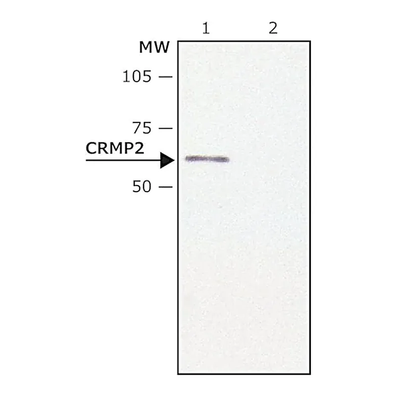 Merck Anti-CRMP2 antibody produced in rabbit