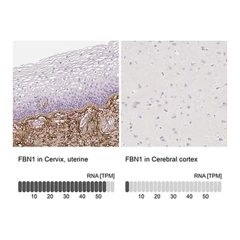 Merck Anti-FBN1 antibody produced in rabbit