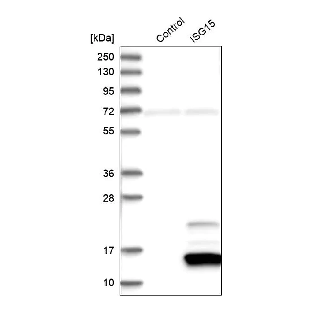 Merck Anti-ISG15 antibody produced in rabbit