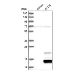 Merck Anti-ISG15 antibody produced in rabbit