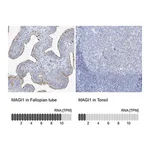 Merck Anti-MAGI1 antibody produced in rabbit