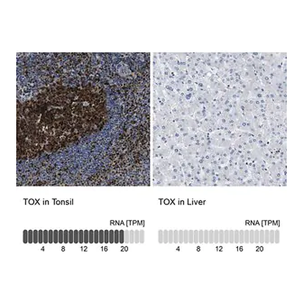 Merck Anti-TOX antibody produced in rabbit