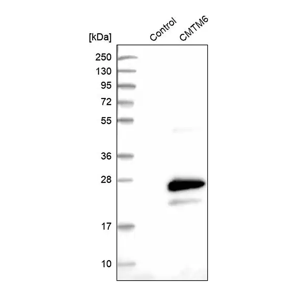 Merck Anti-CMTM6 antibody produced in rabbit