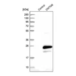 Merck Anti-CMTM6 antibody produced in rabbit