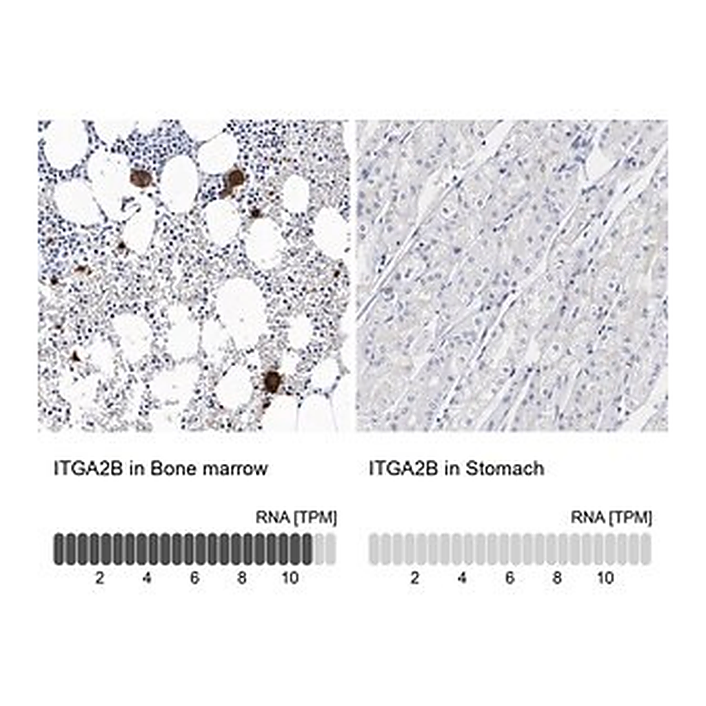 Merck Anti-ITGA2B antibody produced in rabbit