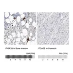 Merck Anti-ITGA2B antibody produced in rabbit