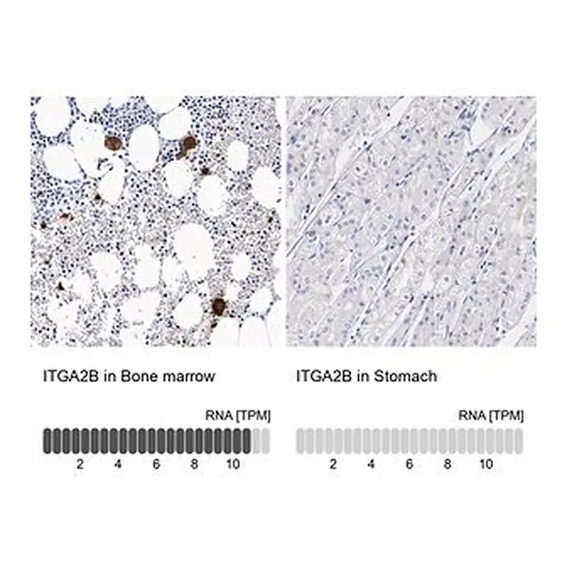 Merck Anti-ITGA2B antibody produced in rabbit