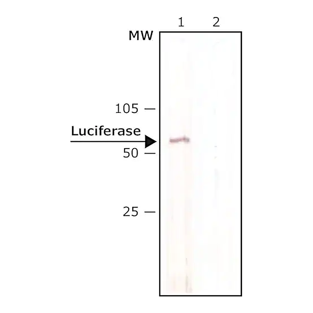 Merck Anti-Luciferase antibody, Mouse monoclonal
