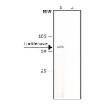 Merck Anti-Luciferase antibody, Mouse monoclonal