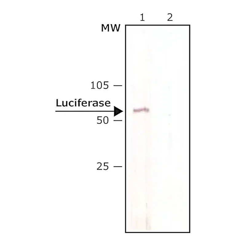 Merck Anti-Luciferase antibody, Mouse monoclonal