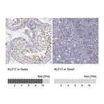 Merck Anti-KLF17 antibody produced in rabbit