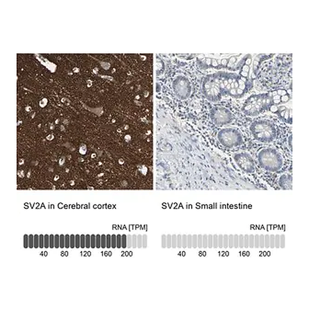 Merck Anti-SV2A antibody produced in rabbit