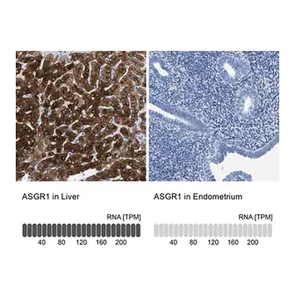 Merck Anti-ASGR1 antibody produced in rabbit