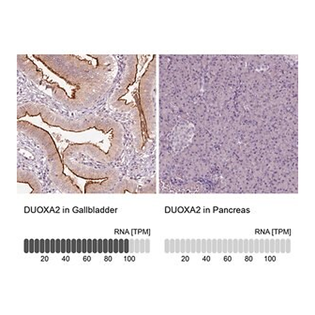 Merck Anti-DUOXA2 antibody produced in rabbit