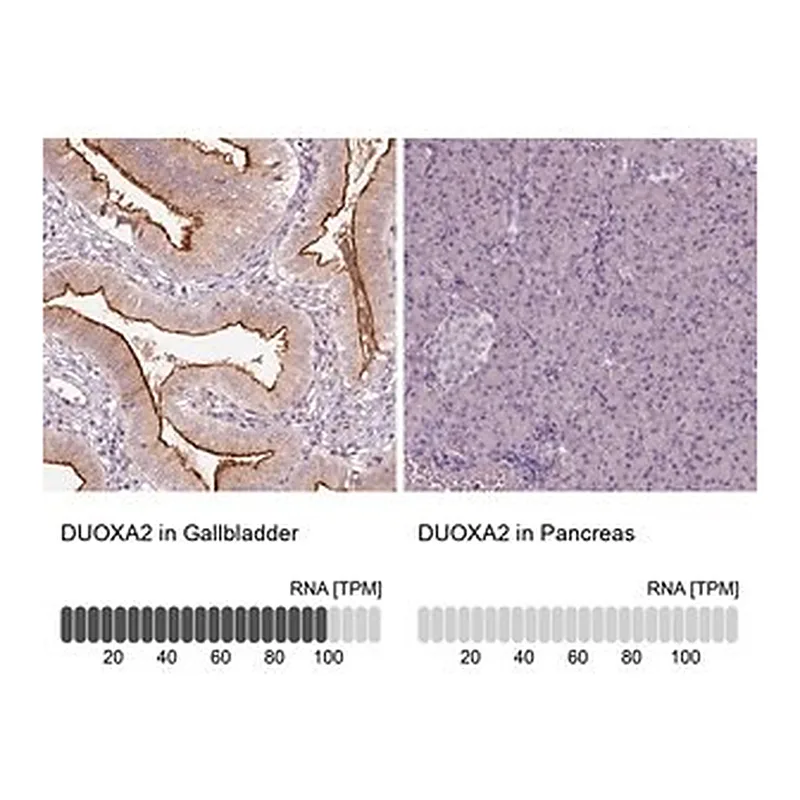 Merck Anti-DUOXA2 antibody produced in rabbit