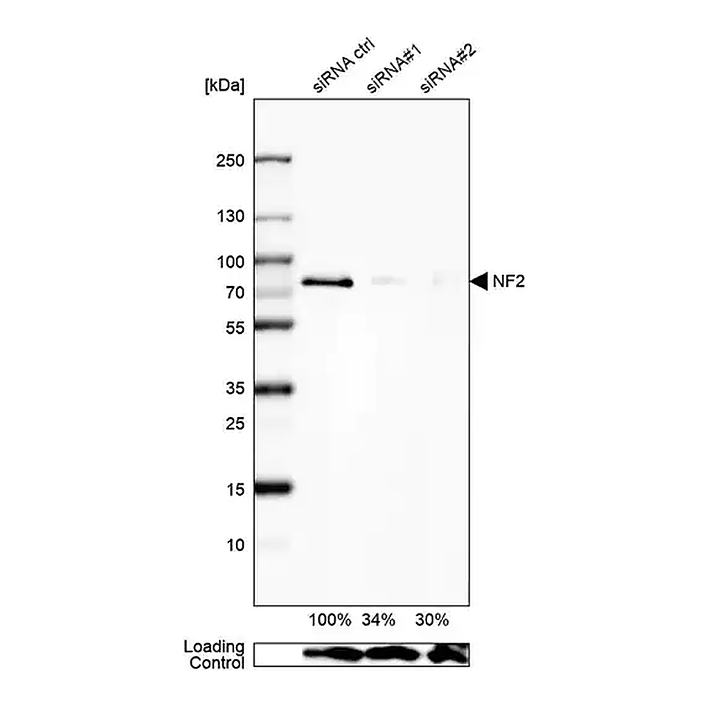 Merck Anti-NF2 antibody produced in rabbit