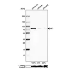 Merck Anti-NF2 antibody produced in rabbit